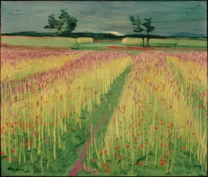 Blooming Cornfield