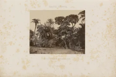 Forest of Daltiers and Doum Palms