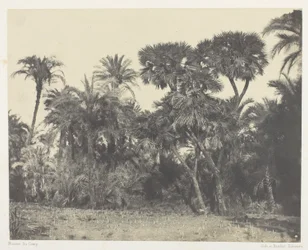 Bois de Dattiers et de Palmiers Doums, Haute-Egypte