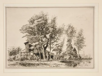 Acacia Trees