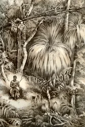 Tasmanian Forest Scene