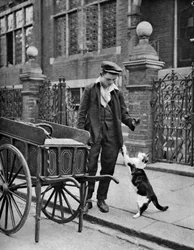 Cats meat man, London, 1926-1927