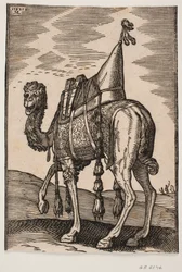 A Saddled Camel