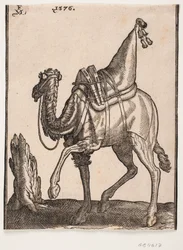A Saddled-up Dromedary, Profile Towards the Left, with the Animal