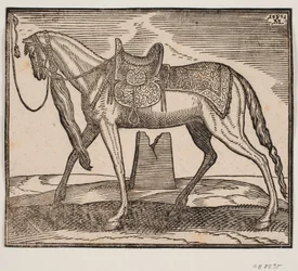 Elegant Saddled Horse, Tethered at the Left Framing Line, Profile to the Left; Under the Horse
