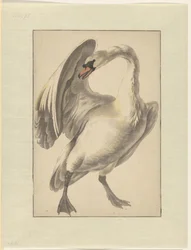 White Tame Swan