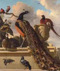 Birds in the Park