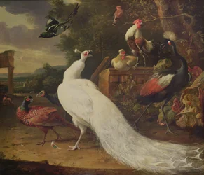 The White Peacock