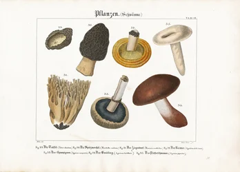 Edible and Poisonous Mushrooms