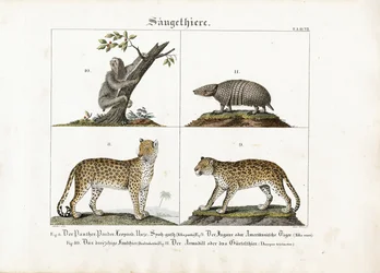 Exotic Mammals: Big Cats, Sloth and Armadillo