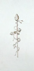 Drawing from Michael Faraday
