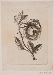 A Rose