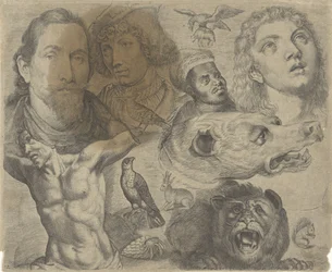 Study Sheet with Drawing Examples: Heads, Torso, and Animals