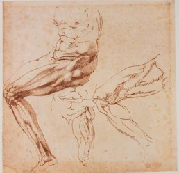 Leg studies