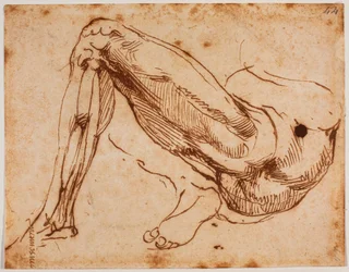 Study of legs