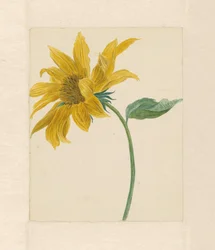 Branch with a Sunflower