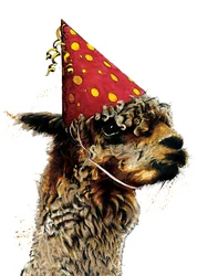 Birthday Alpaca on White