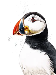 Clive The Puffin on White