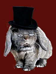 Humbug Bunny on Red Oxide