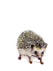 Kimchi The Hedgehog on White