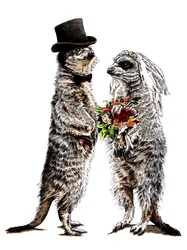 Married Meerkats on White, 2020