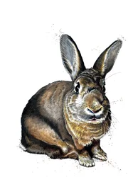 Meg The Bunny