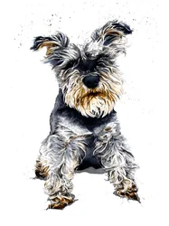 Ollie The Schnauzer