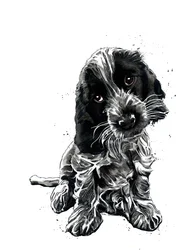 Rosie the Cocker Spaniel on White, 2019