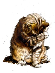 Smallfry The Cat