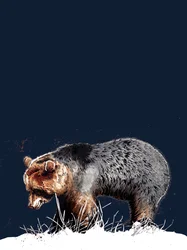 The Bear
