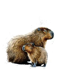 The Capybaras on White