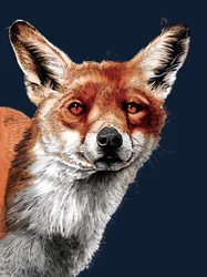 The Fox