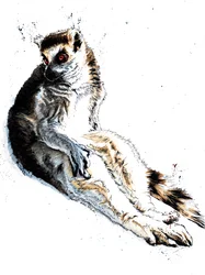 The Lazy Lemur on White, 2020