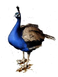 The Peacock on White, 2019