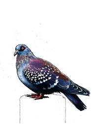 The Pigeon