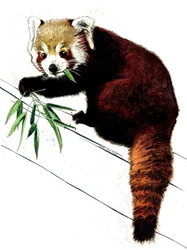 The Red Panda on White