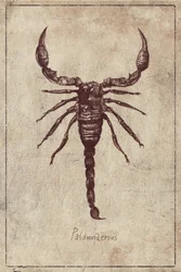 Palamnaersus Specie