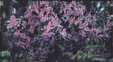Lilacs