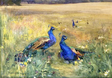 Peacocks in a Field