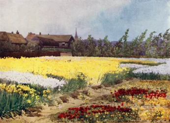 A Bulb Farm near Overveen