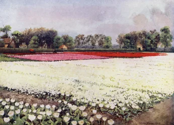 Here are tulips for you, white, for the bridal or the burial