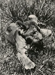 Building an Empire in the Fascist age: an example of a young lion