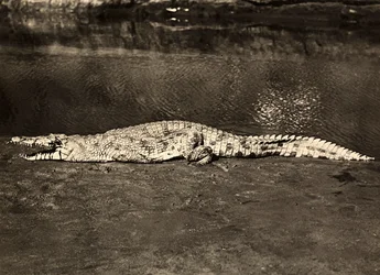 Building an Empire in the Fascist age: crocodile