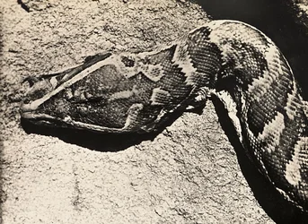 Building an Empire in the Fascist age: head of a python