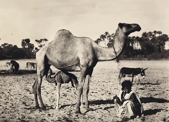 Building an Empire in the Fascist age: nomads