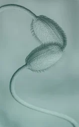 Delicate Poppy Buds
