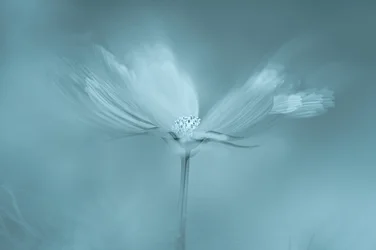 Dreamy Blue Flower