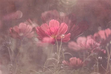 Dreamy Pink Cosmos
