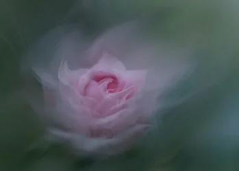 Dreamy Pink Rose