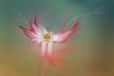 Ethereal Pink Flower